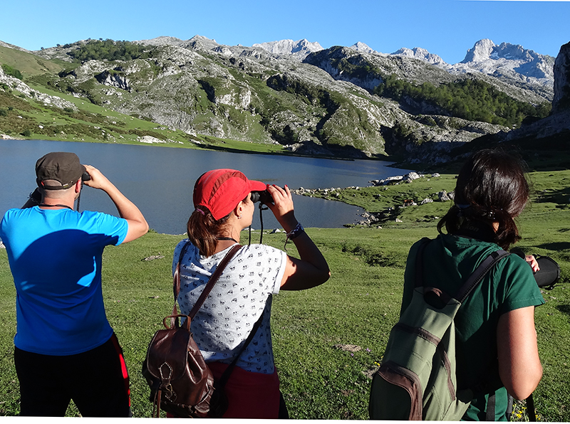 Birdwatch Asturias - observación de fauna