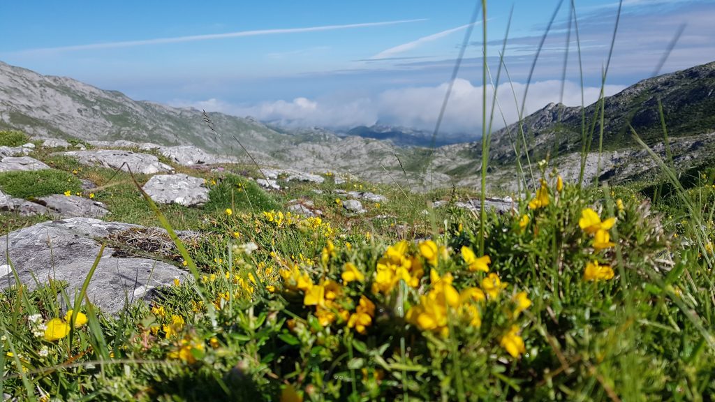 Imagen de naturaleza, tomada desde el Jito. Roca caliza y vegetación. Ecoturismo en Picos de Europa